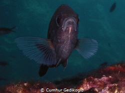 Chromis chromis by Cumhur Gedikoglu 